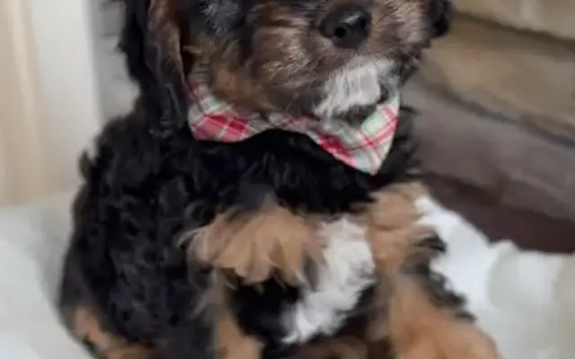 Coleen's Grooming in Norco, CA