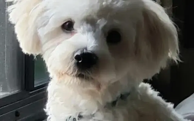 Debbie's Dog Grooming in Algonac, MI