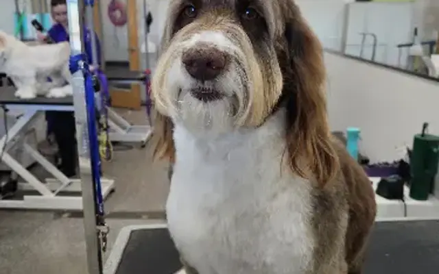 Gloss & Hound Spa in Sherman, TX