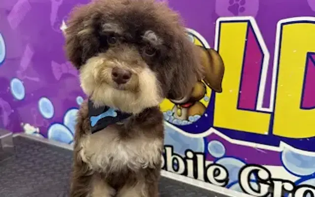 GOLDEN MOBILE GROOMING II in Hialeah Gardens, FL