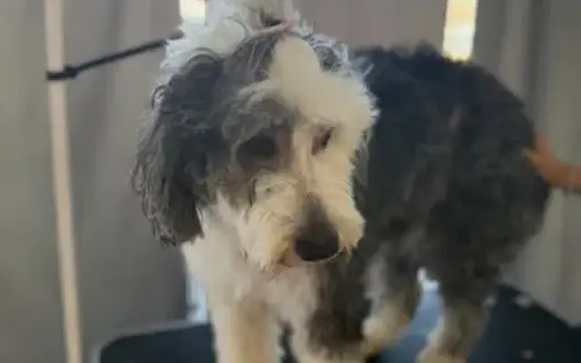 Pampered Paws by Tara LLC in Zephyrhills, FL