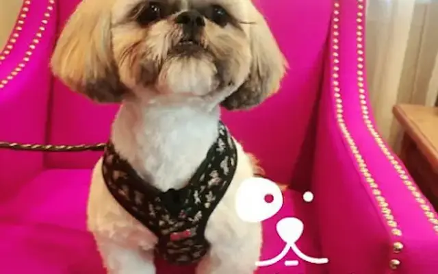 Doggie Stylz in Port Orange, FL