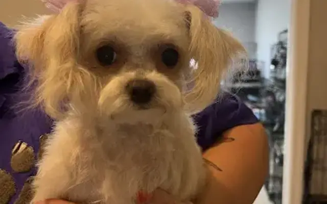 Sassy, Classy Paws in Porterville, CA
