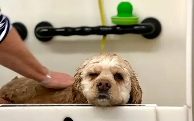 Medway Dog Wash in Medway, MA
