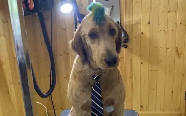 Via’s Dog Grooming LLC in Red Wing, MN