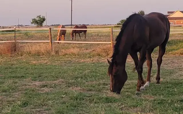 Zen Equestrian Services LLC in Taylor, TX