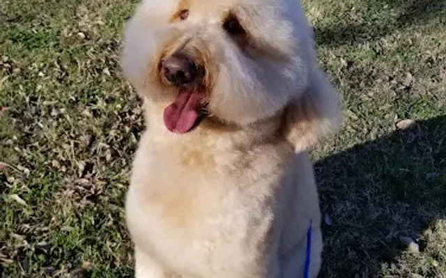 Dog Gone Pretty in Rockwall, TX