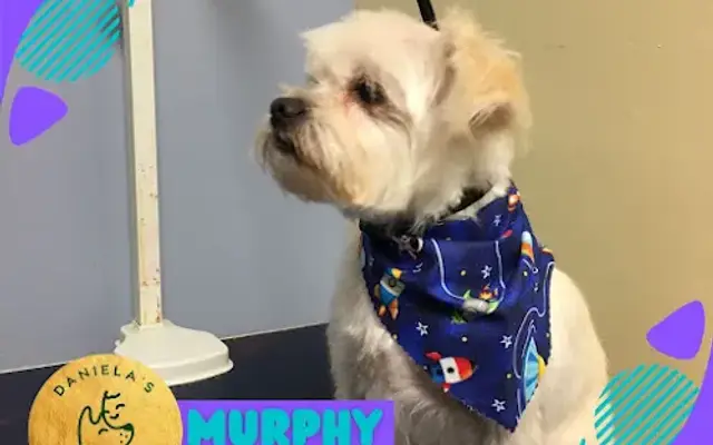 Daniela’s Pet Spa & Salon in La Habra, CA