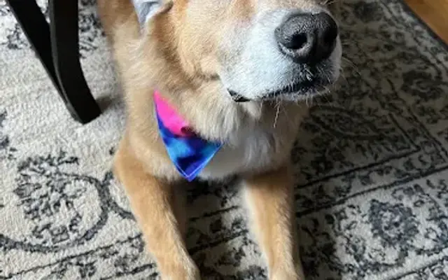 Downtown Dogs Spa & Boutique in Glens Falls, NY