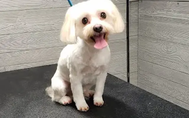 Aggie's mobile dog grooming in Lady Lake, FL