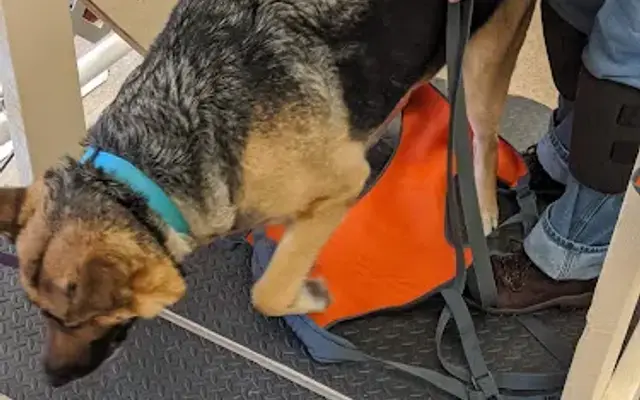The Grubby Pup/Superior Puppy Obedience Training LLC in Alanson, MI