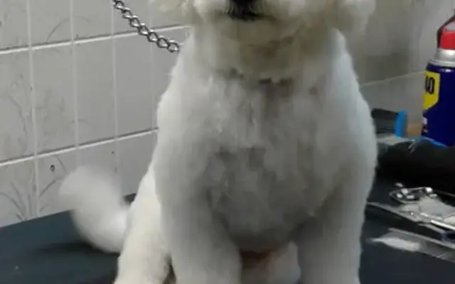 Tina's Silver Shears Dog Grooming in Redford Township, MI