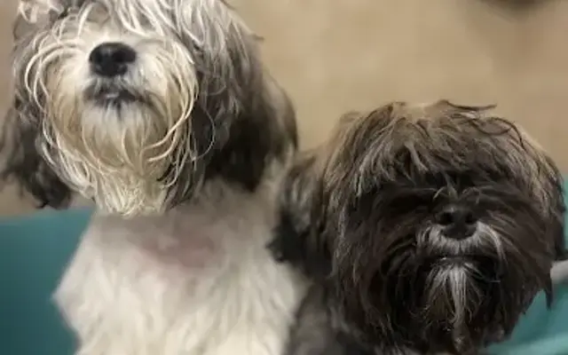 Mafer’s Grooming, Training and boarding in San Antonio, TX