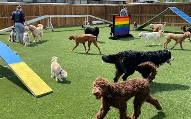 Your Dog's Guru, Inc in Northbrook, IL