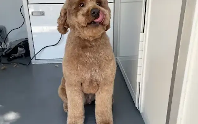 Good Dog Day Grooming & Spa in Plano, TX
