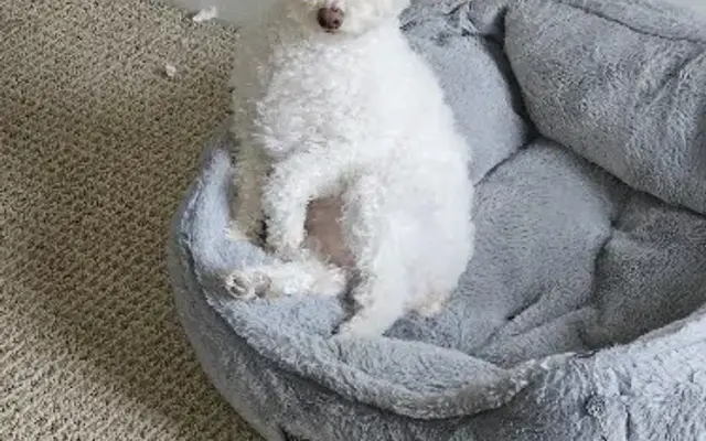 4Paws Only in Hawley, PA