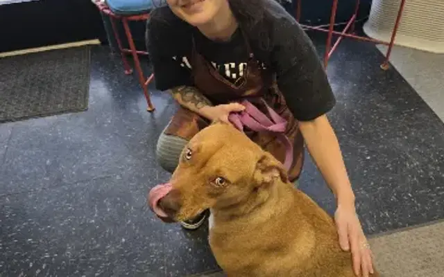 Ripper pet services LLC in Washington, MI