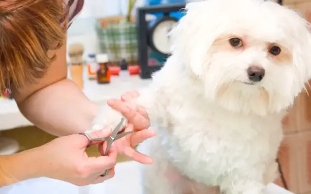 Country Aire Pet Resort in Redding, CA