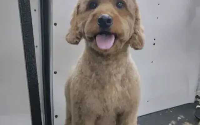 CBL Grooming in Goodlettsville, TN