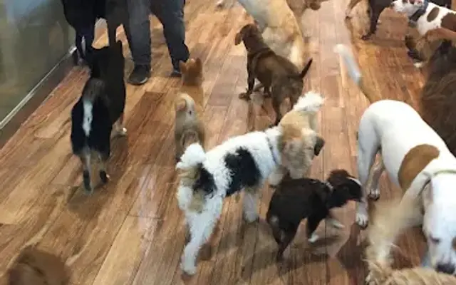 The Canine Corner in Brooklyn, NY