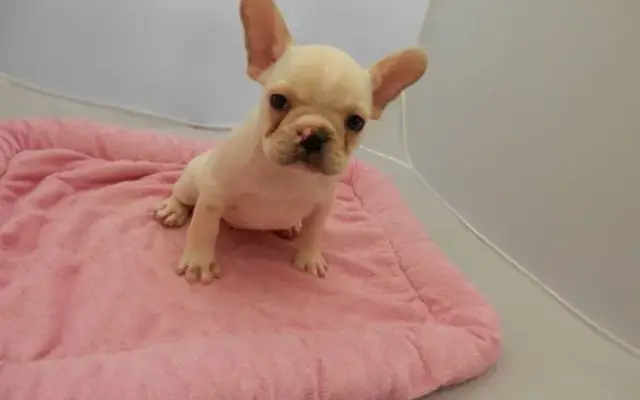 Betty's Kennels in Gatesville, TX