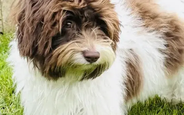 Donna's Dapper Dog in Bridgehampton, NY
