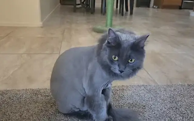 Desert Paws Spa Mobile Grooming in Prescott Valley, AZ