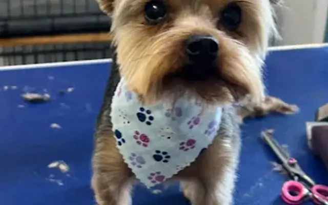 Brandi's Bubbles - Dog Bathing and Detailing in Magnolia, TX