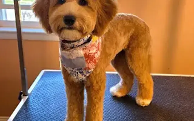 Pawfection Grooming By Abigail in Hatfield, PA