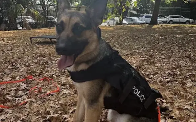 Progressive Dog Training in Humble, TX