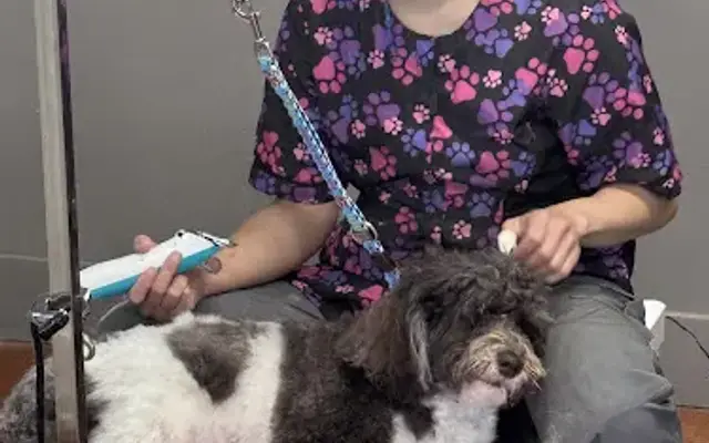 Nicely Styled Grooming in Charlottesville, VA
