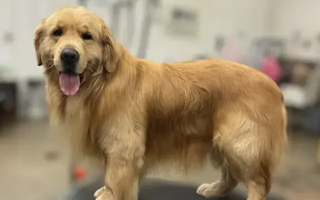 Grooming By Elizabeth LLC in De Land, IL