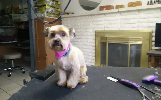 Shep's Canine Boutique in Provo, UT