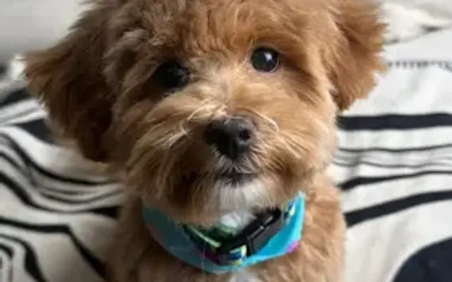 ClipArt Dog Grooming in Brooklyn, NY