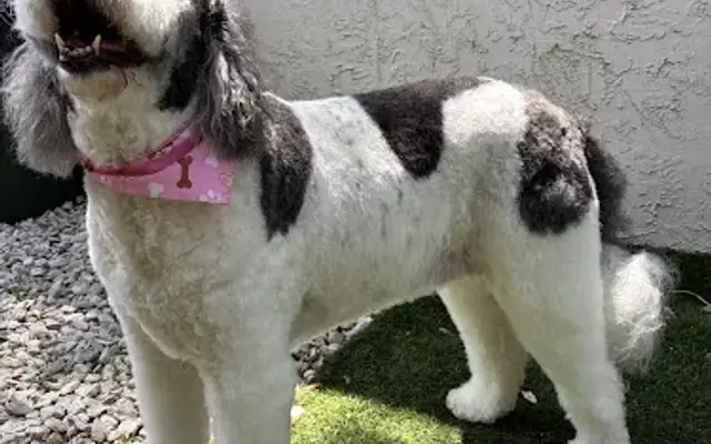 Colipets LLC in Atlantic Beach, FL