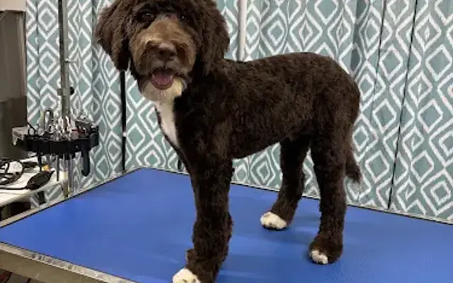 Seki's Paws in Bridgeport, TX