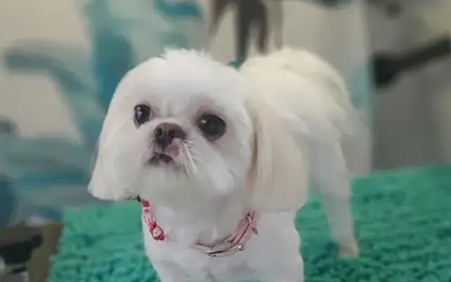 Get Your Dog Styled in Ladson, SC