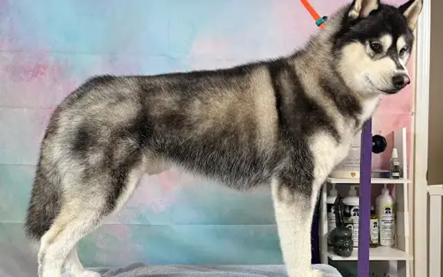 Kyrami Siberians in Bristol, TN