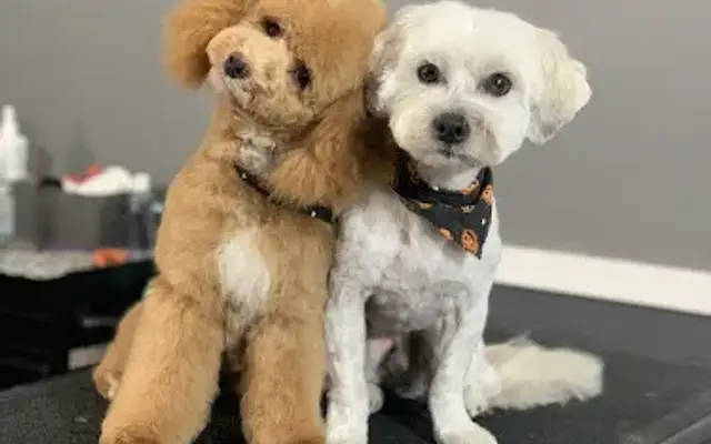 Tula Canine Services in Crystal, MN