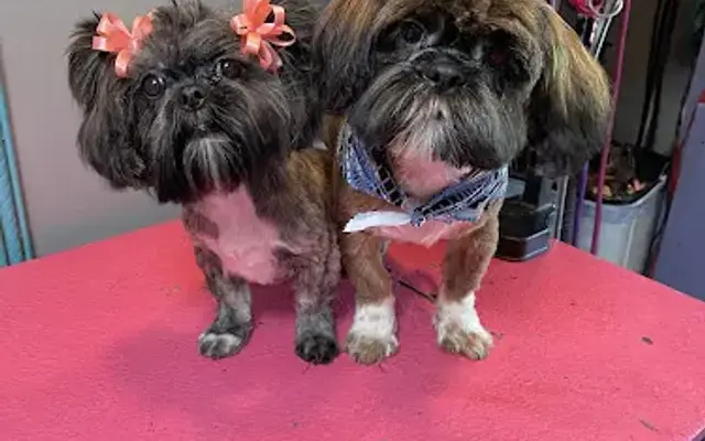 A Gentle Touch Mobile Pet Grooming in Dallas, TX