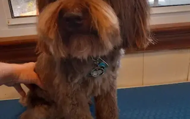 K-9 Cuts Grooming Salon in Germanton, NC