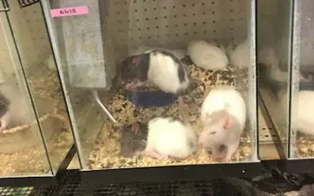 Bird Cage Pet Shop in Council Bluffs, IA