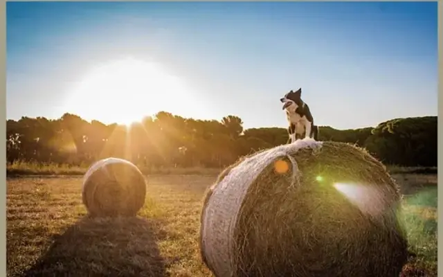 Farmhouse Kennels Boarding and Grooming in Glen Rose, TX