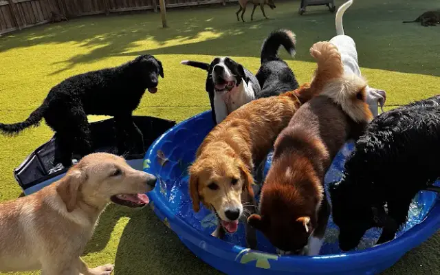 Yappy Days Pet Boarding & Daycare in Brunswick, GA