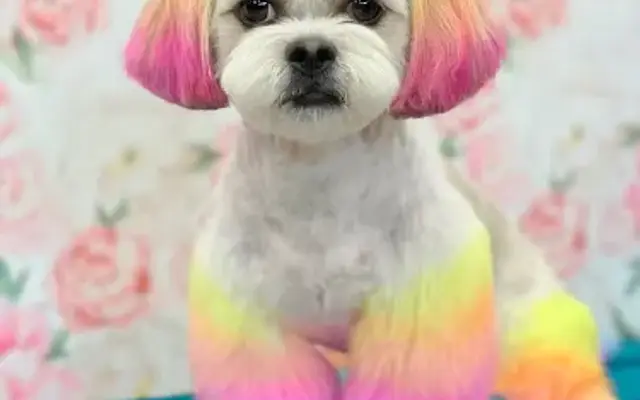 Houndstooth Canine Design in Howard, PA