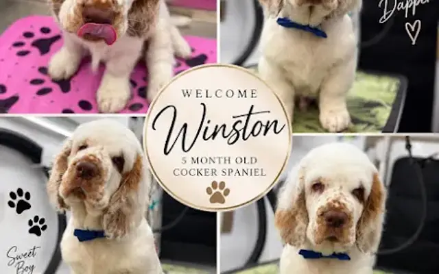 Doggone Classy Grooming - Mobile Dog Groomer in Kingsland, GA