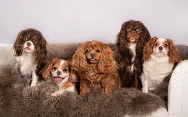 The Snooty Pooch Pet Spa in Palm Beach Gardens, FL
