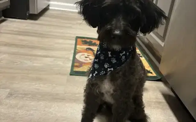 Happy Tails Grooming in Katy, TX