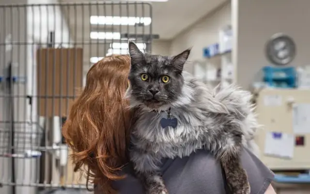 The Pet Hospitals in Lakeland, TN