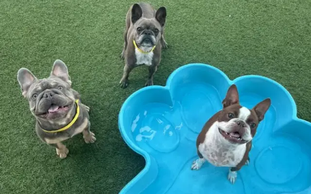 Gruene Gables Pet Resort in New Braunfels, TX